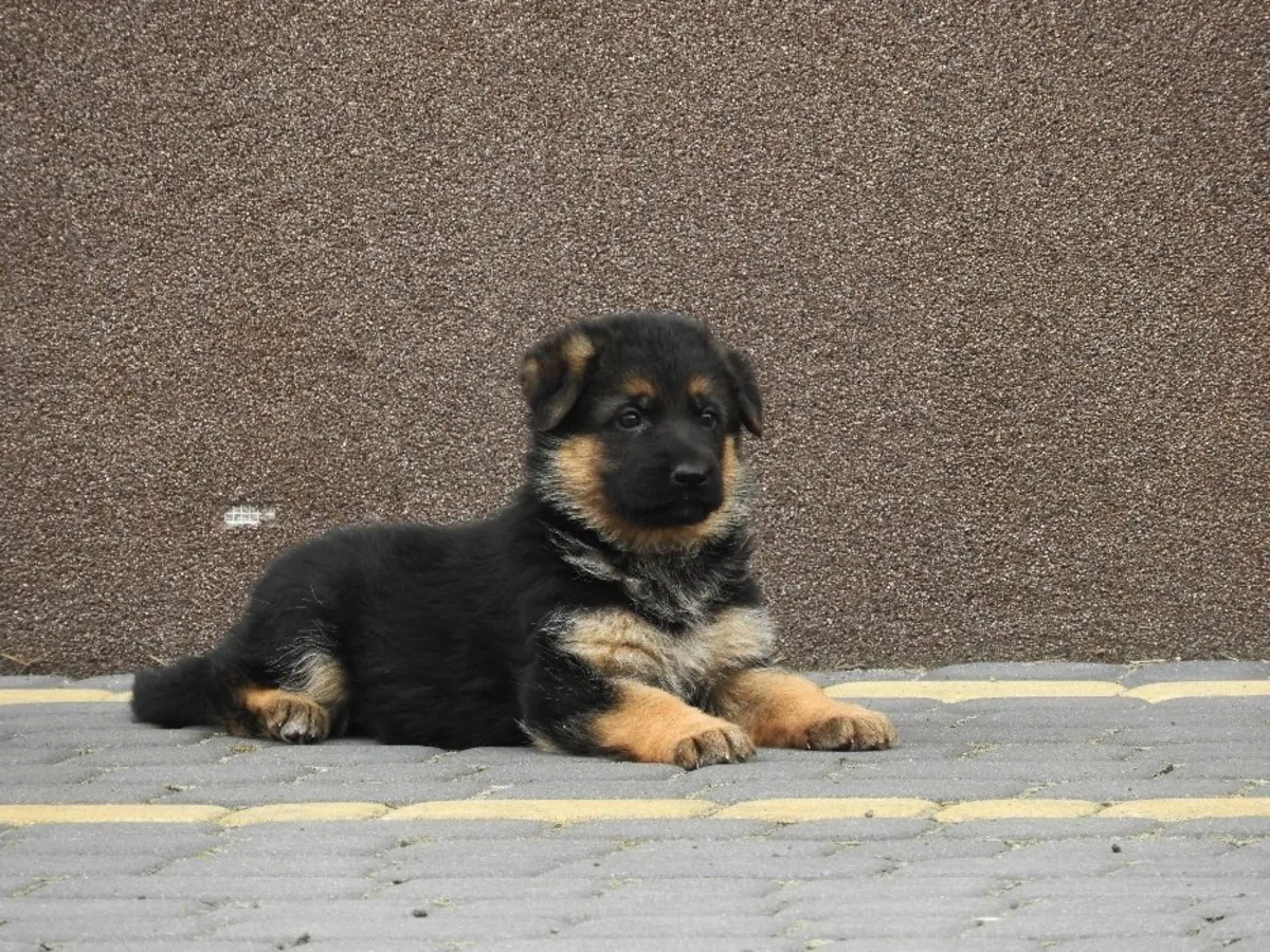 GERMAN SHEPHERD PUPPIES