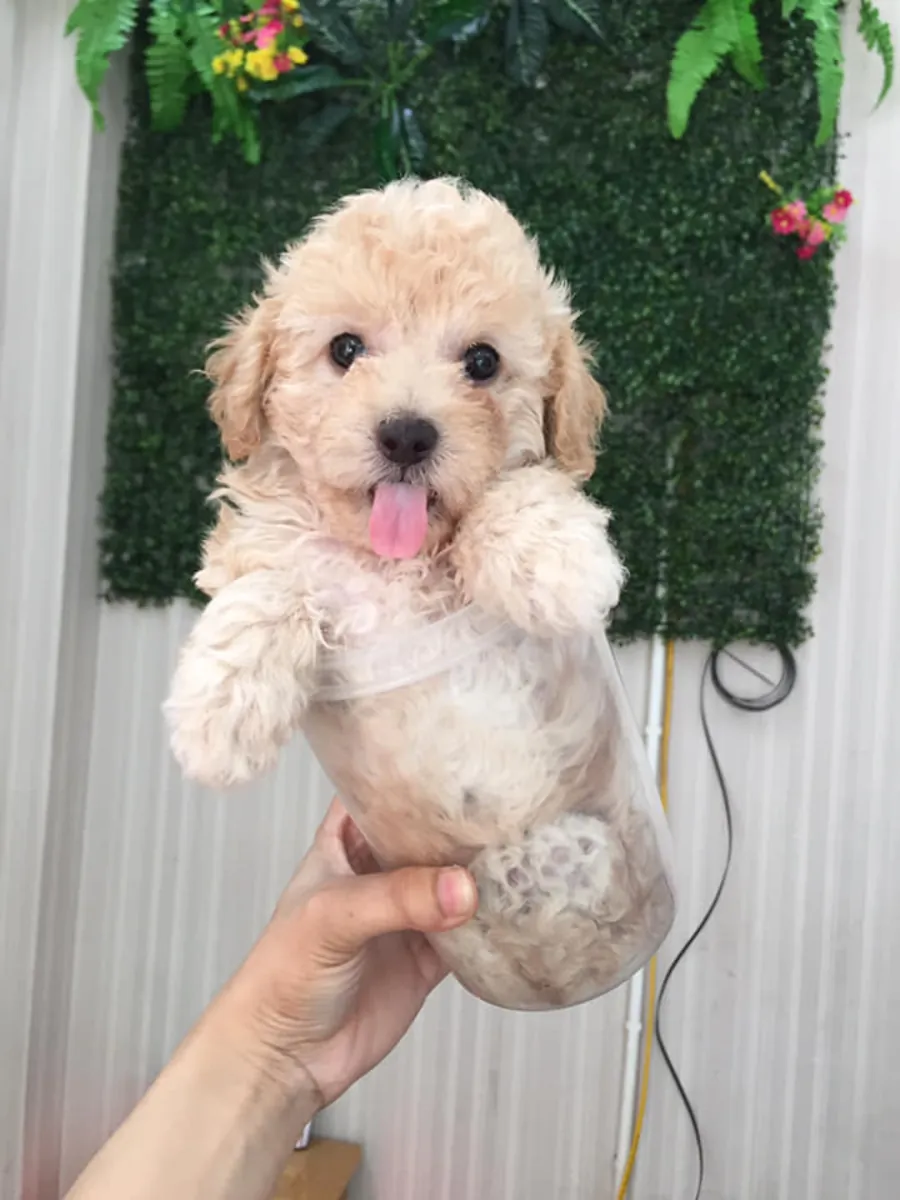 Maltipoo puppies