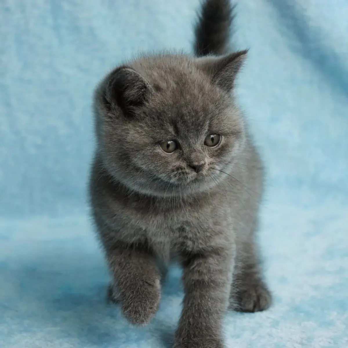 BRITISH SHORTHAIR PUPPIES