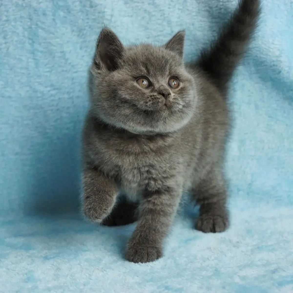 BRITISH SHORTHAIR PUPPIES