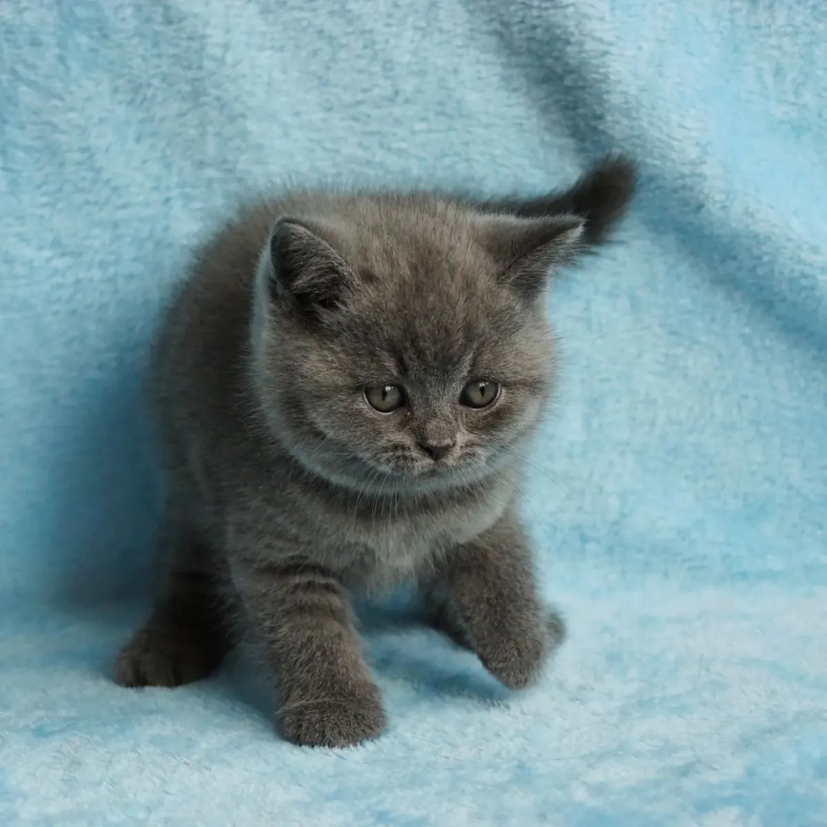 BRITISH SHORTHAIR PUPPIES