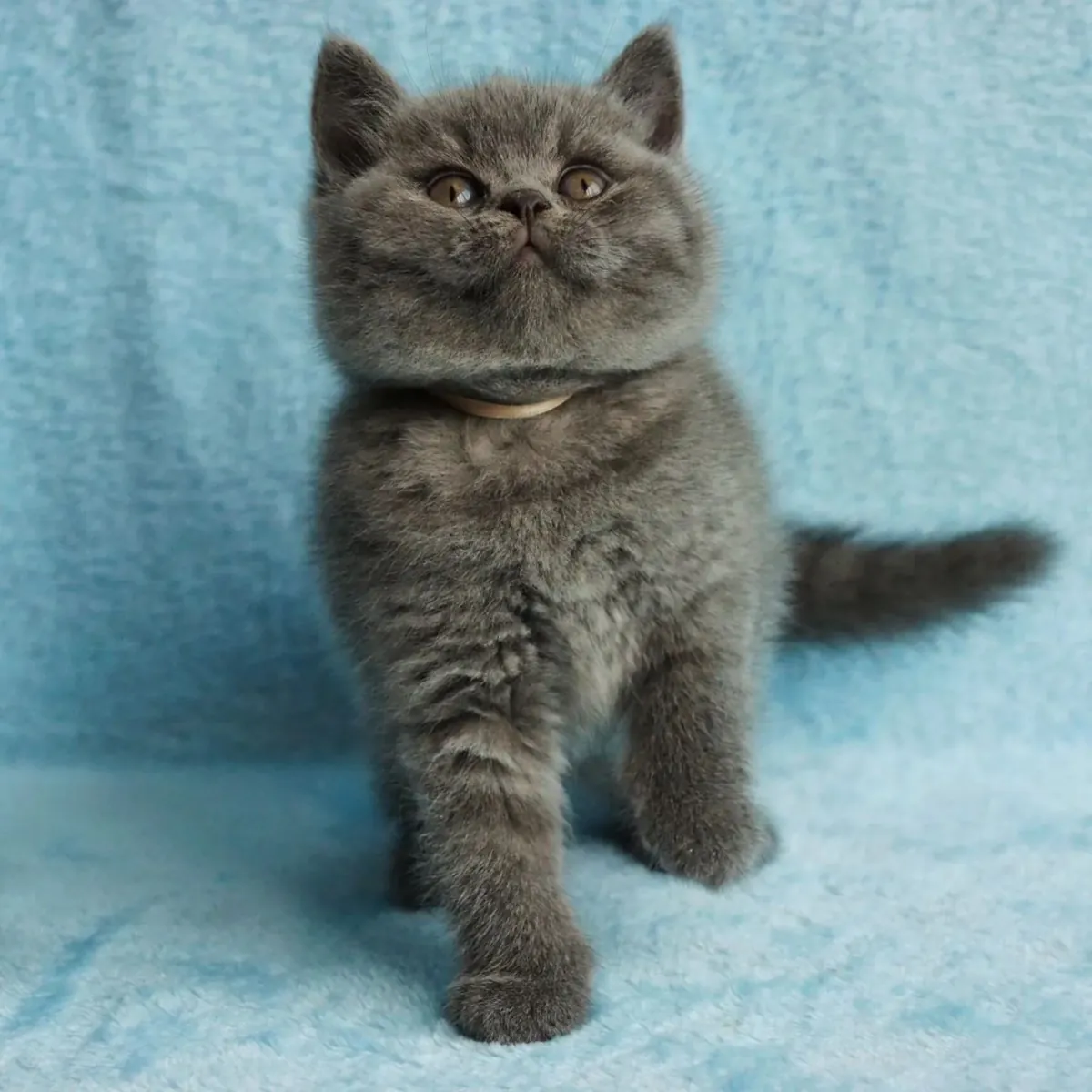 BRITISH SHORTHAIR PUPPIES