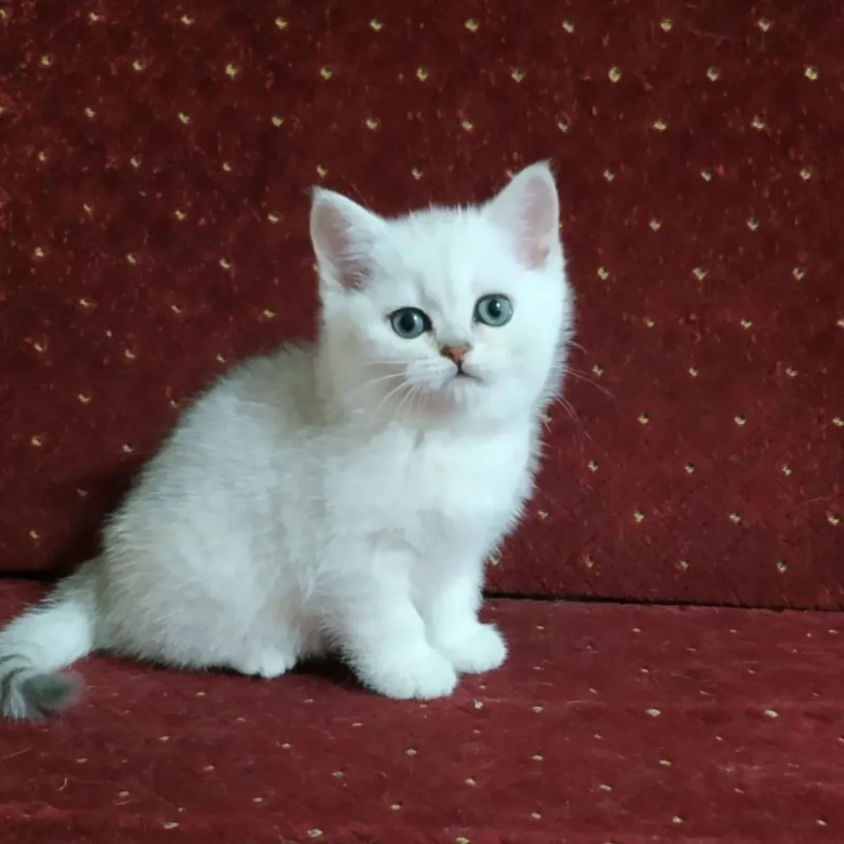 BRITISH SHORTHAIR PUPPIES