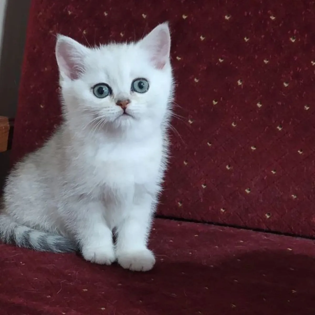 BRITISH SHORTHAIR PUPPIES