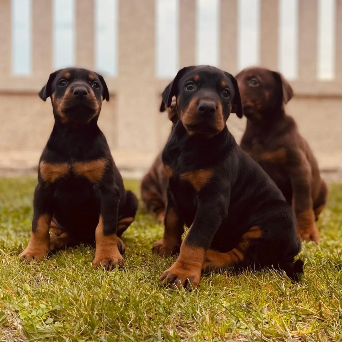 DOBERMAN PUPPIES