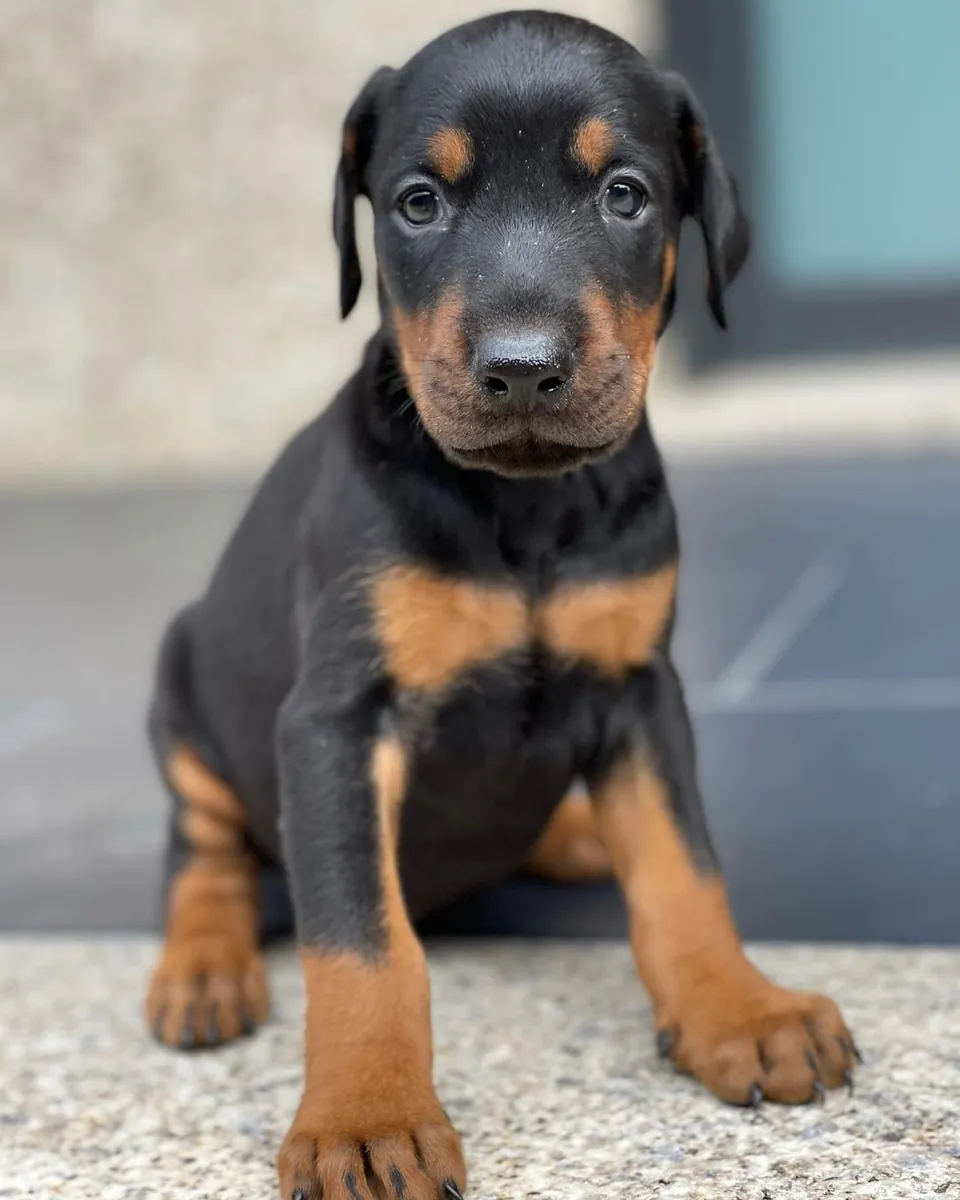 DOBERMAN PUPPIES
