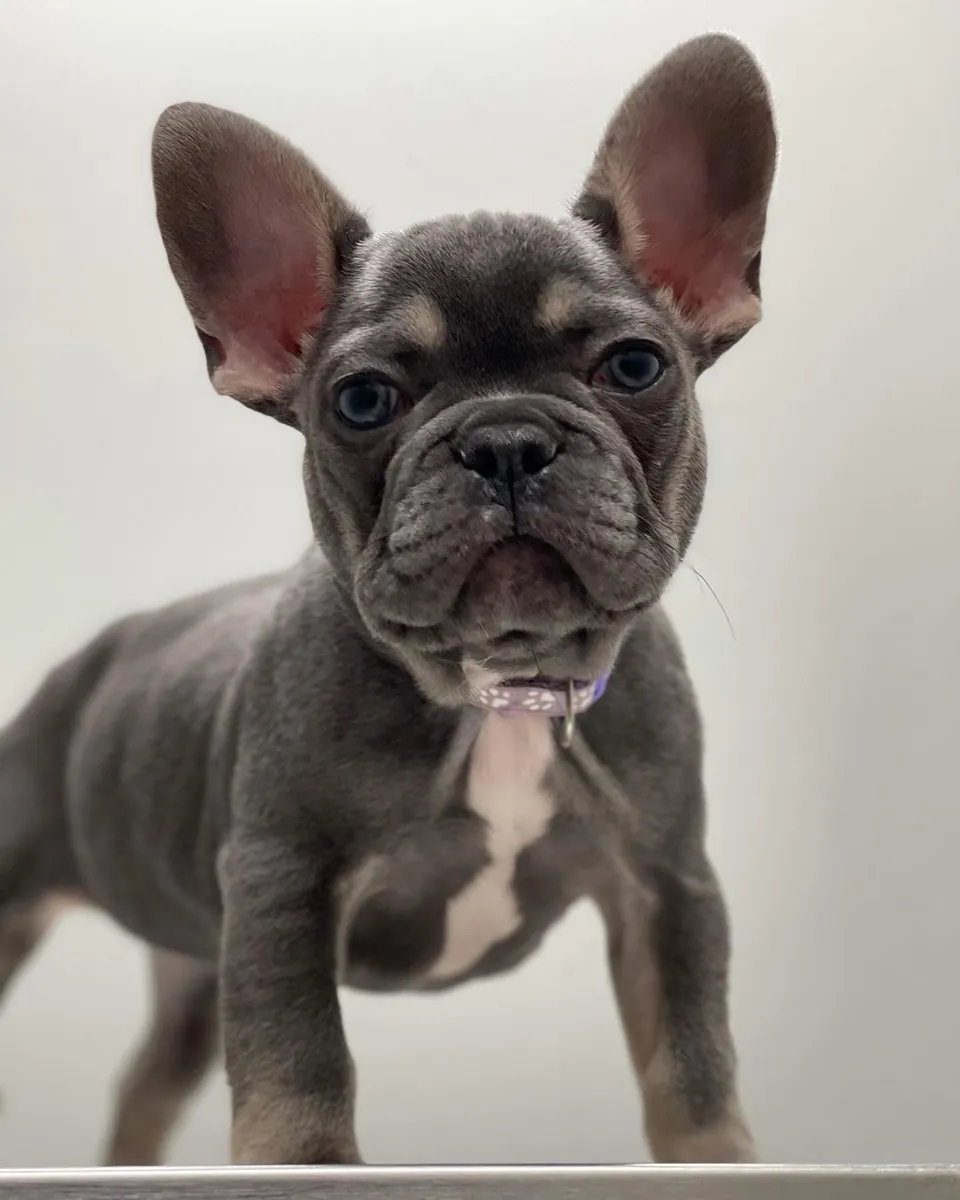 EXOTİC FRENCH BULLDOG YAVRULARI