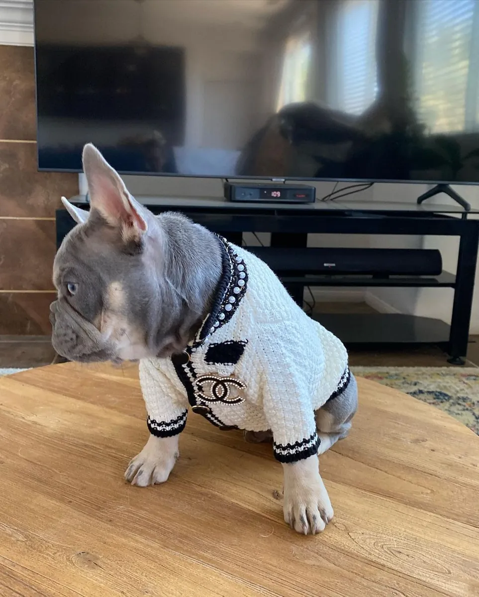 EXOTİC FRENCH BULLDOG YAVRULARI