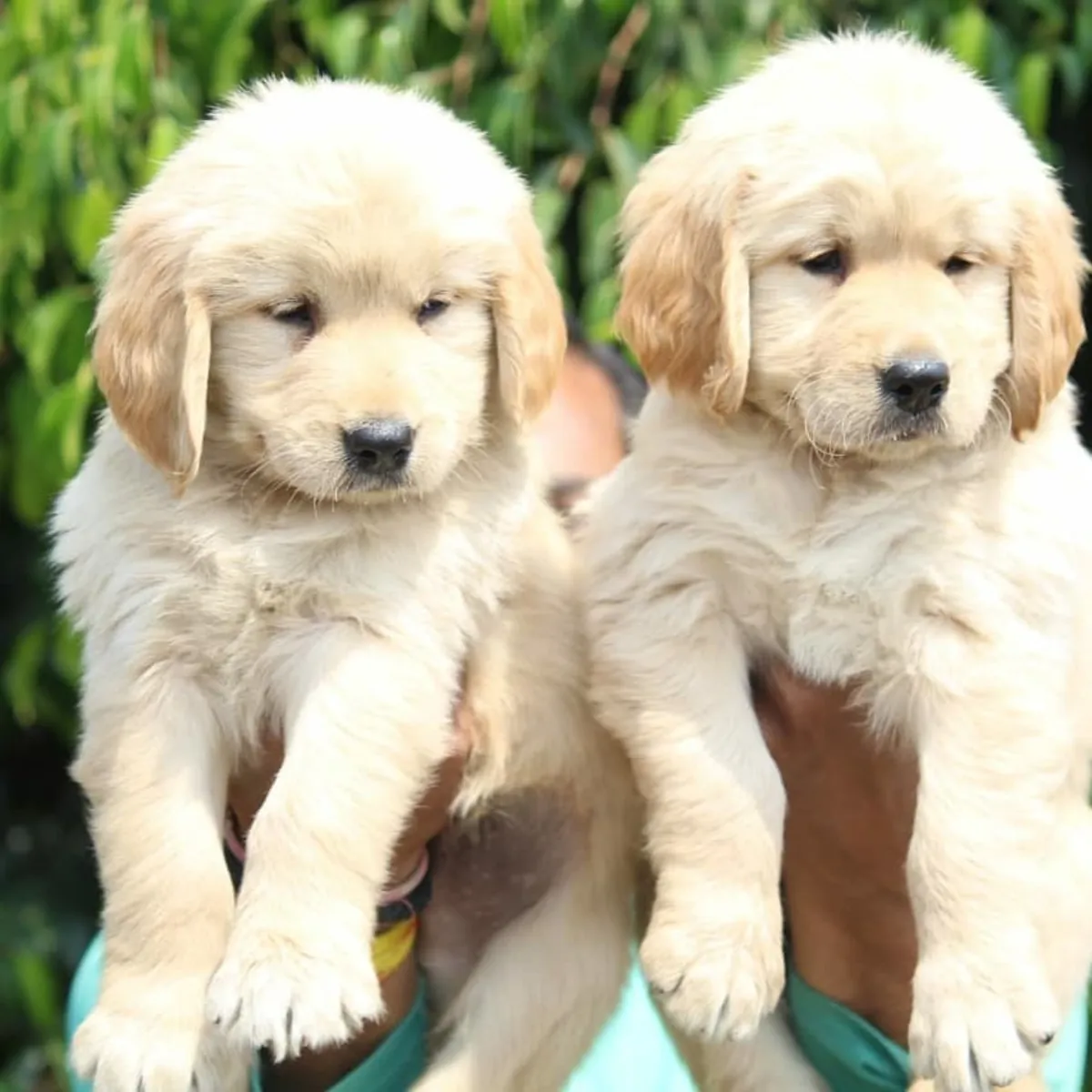 BABY-FACED GOLDEN RETRIEVER PUPPIES