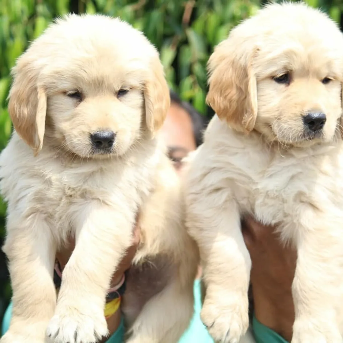 BABY-FACED GOLDEN RETRIEVER PUPPIES