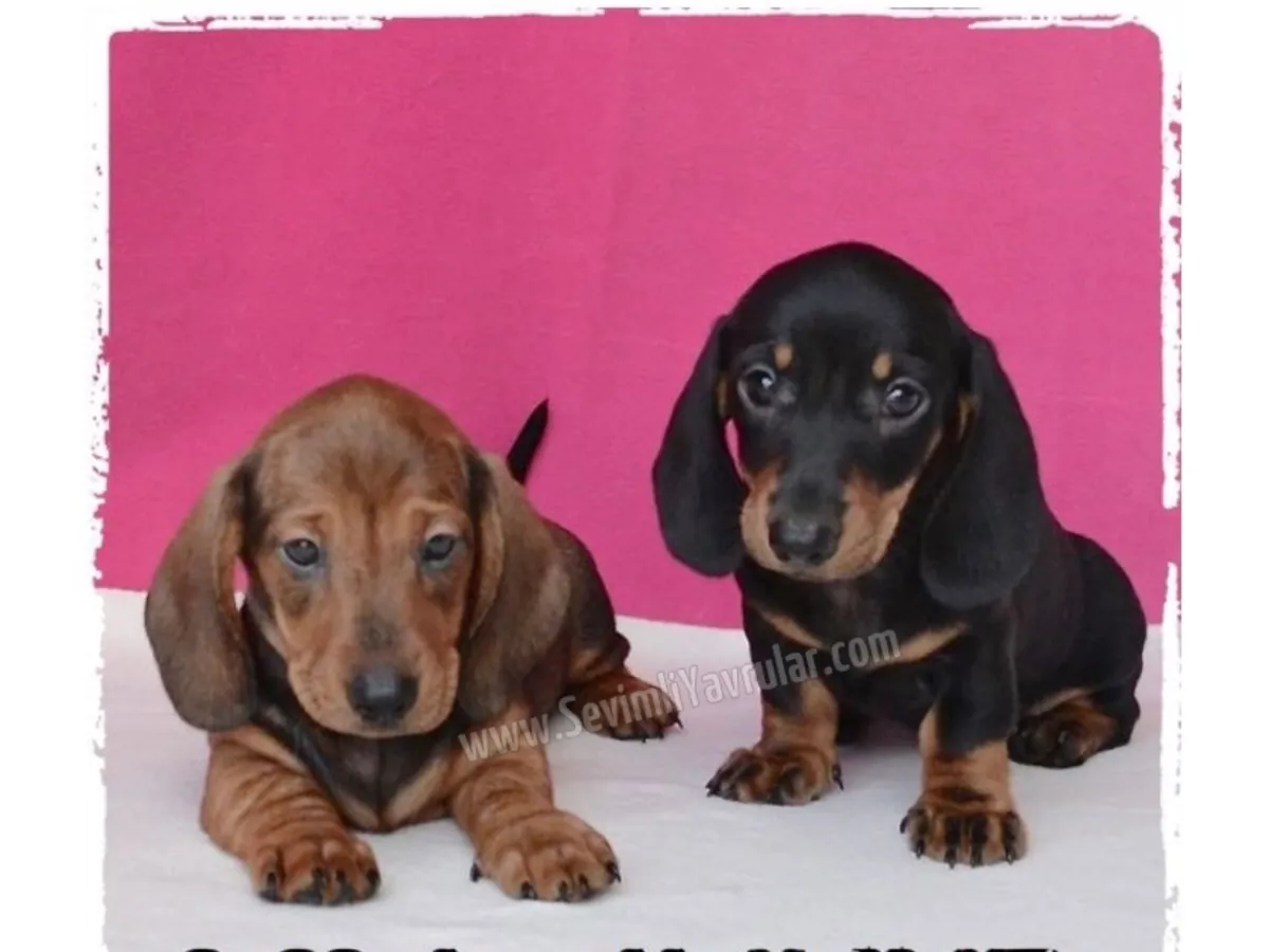 DACSHUND PUPPIES