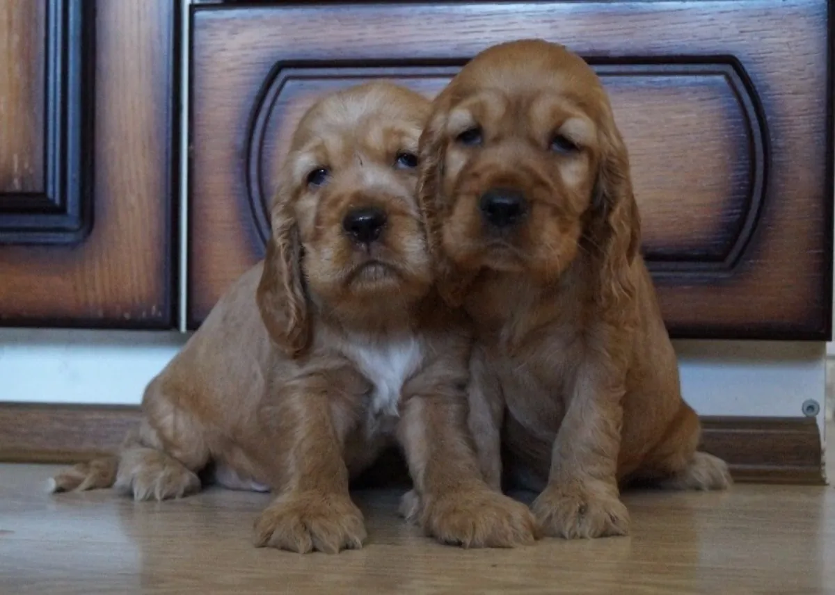 COCKER PUPPIES