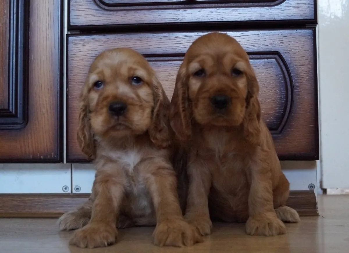 COCKER PUPPIES