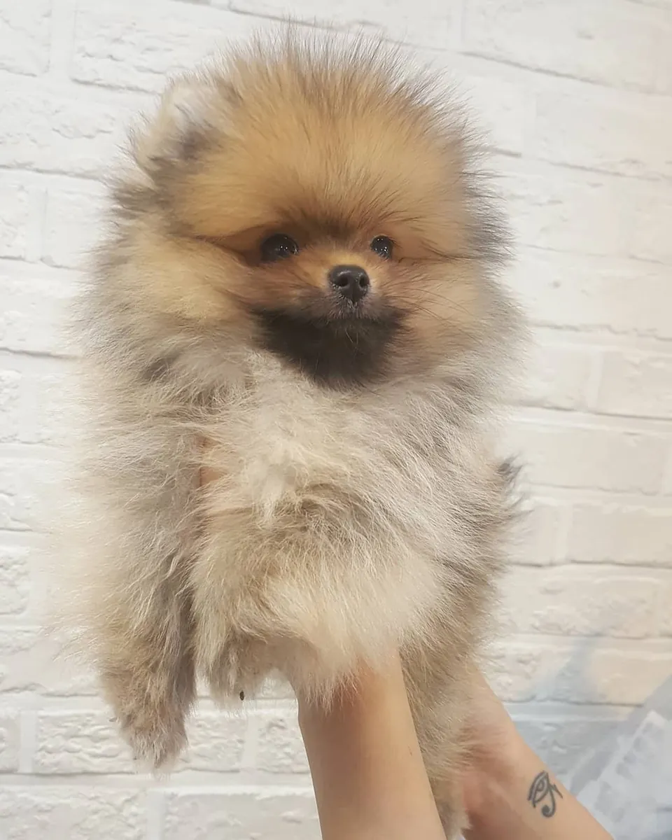 泰迪熊博美犬幼犬