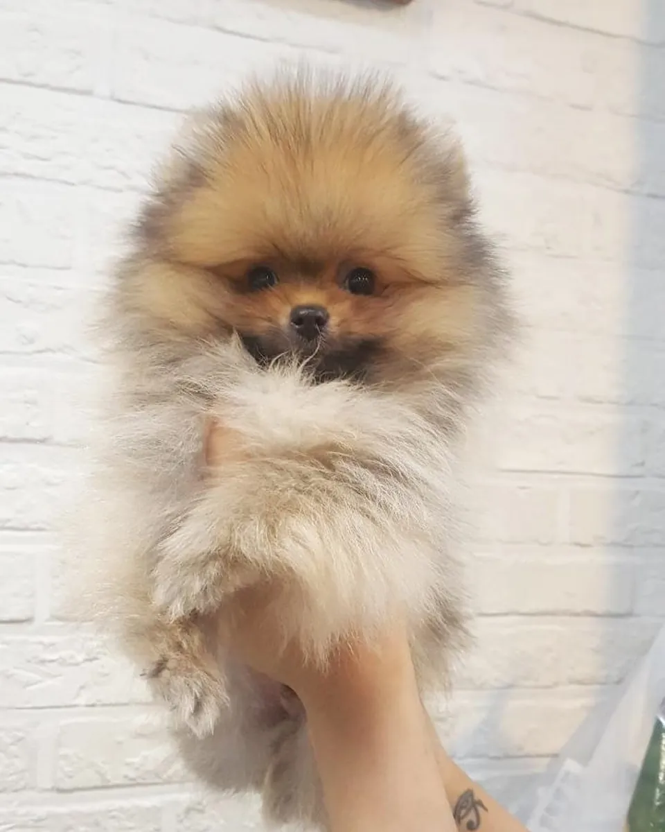 泰迪熊博美犬幼犬