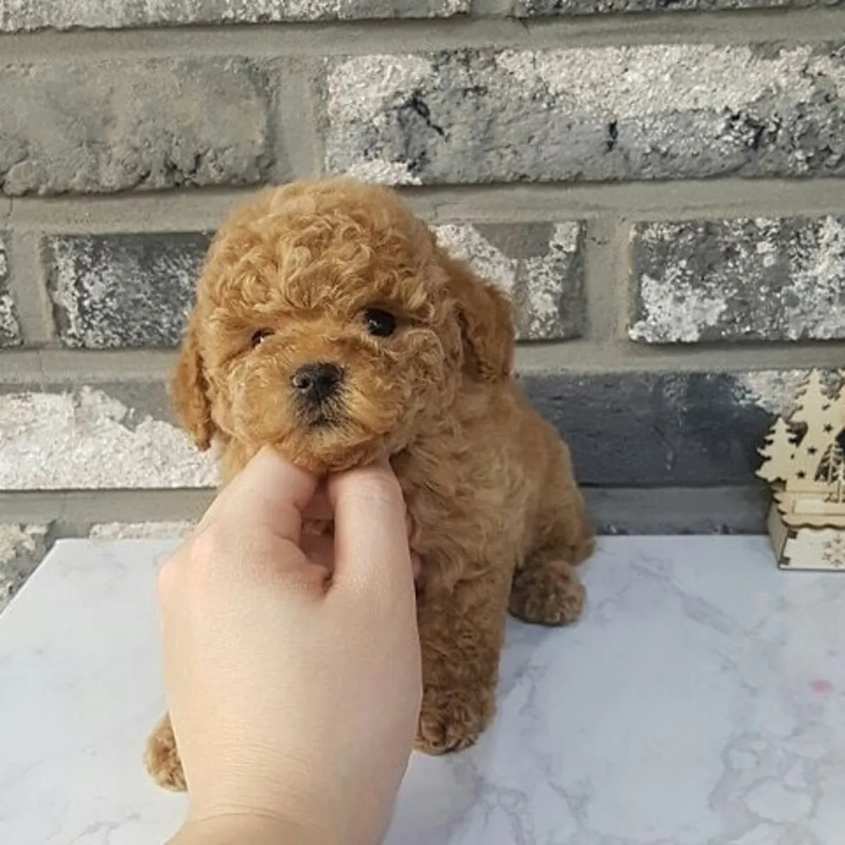 TOY POODLE PUPPIES