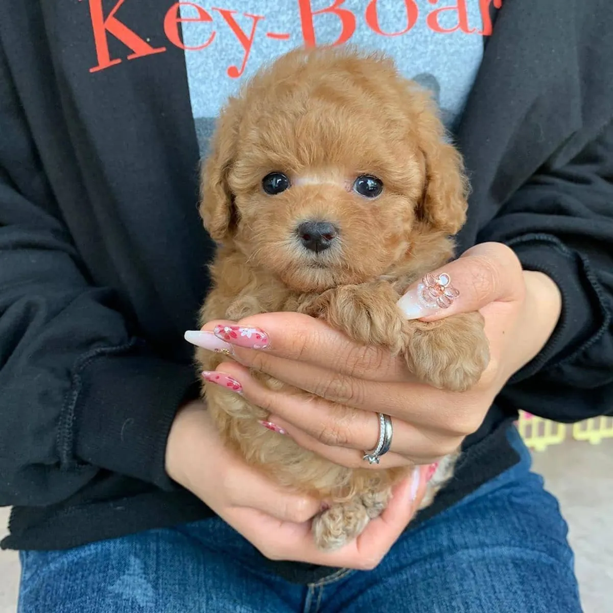 TOY POODLE PUPPIES