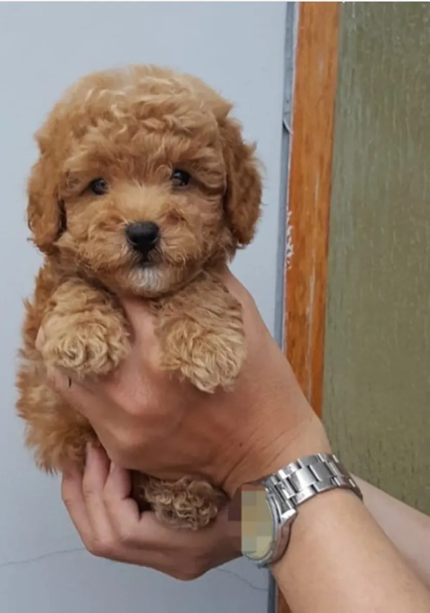 TOY POODLE PUPPIES