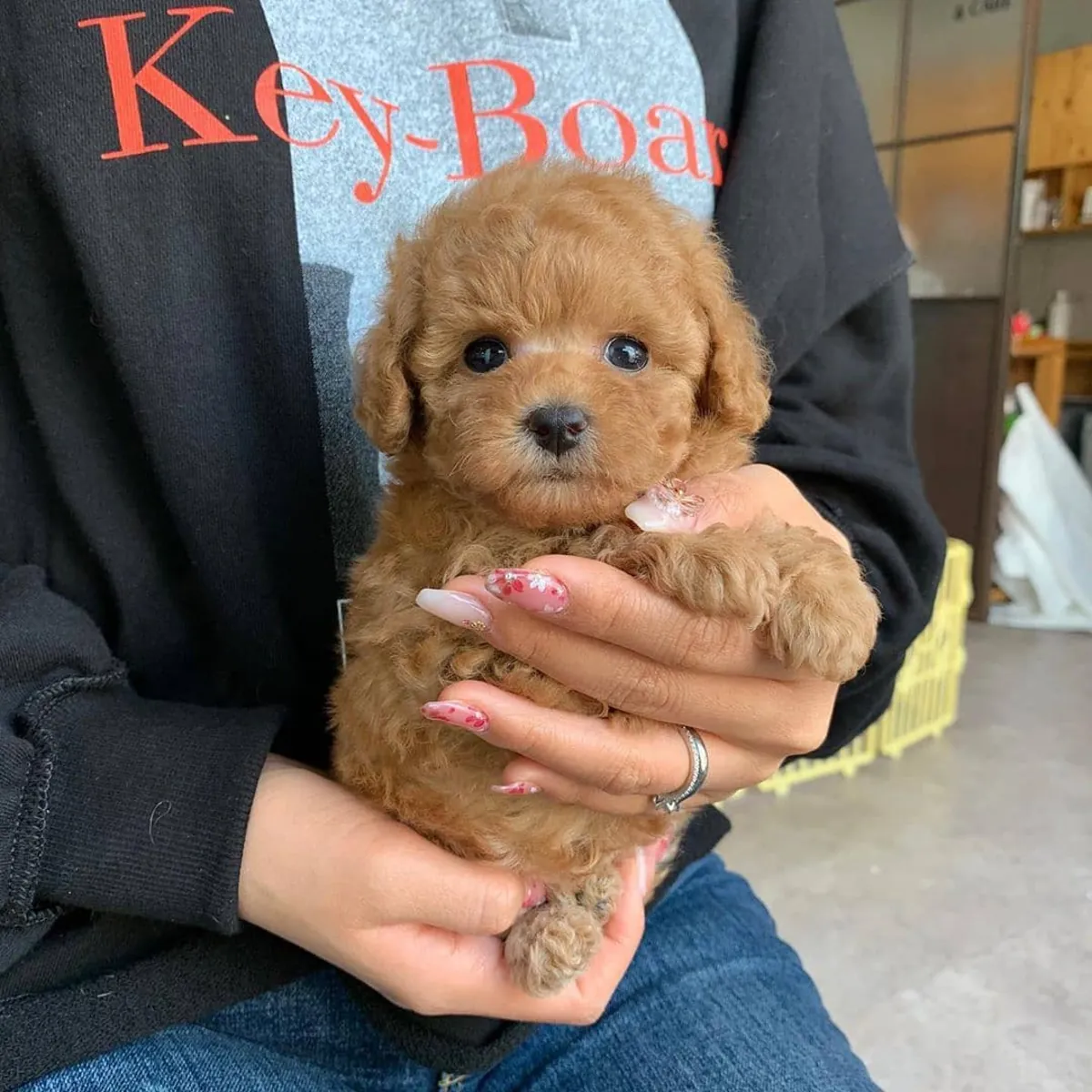 TOY POODLE PUPPIES