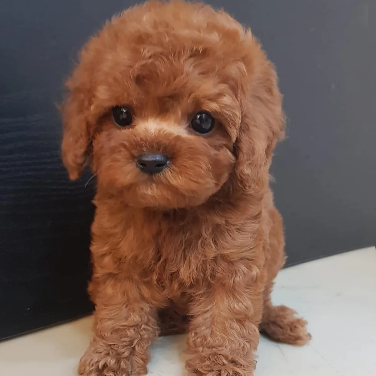 TOY POODLE PUPPIES
