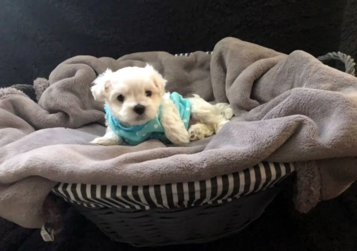 PUREBRED MALTESE PUPPIES