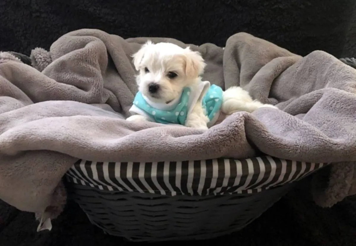 PUREBRED MALTESE PUPPIES