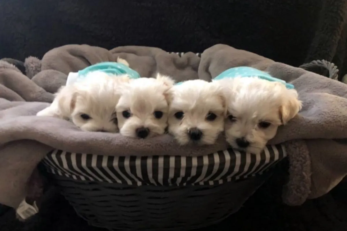 PUREBRED MALTESE PUPPIES