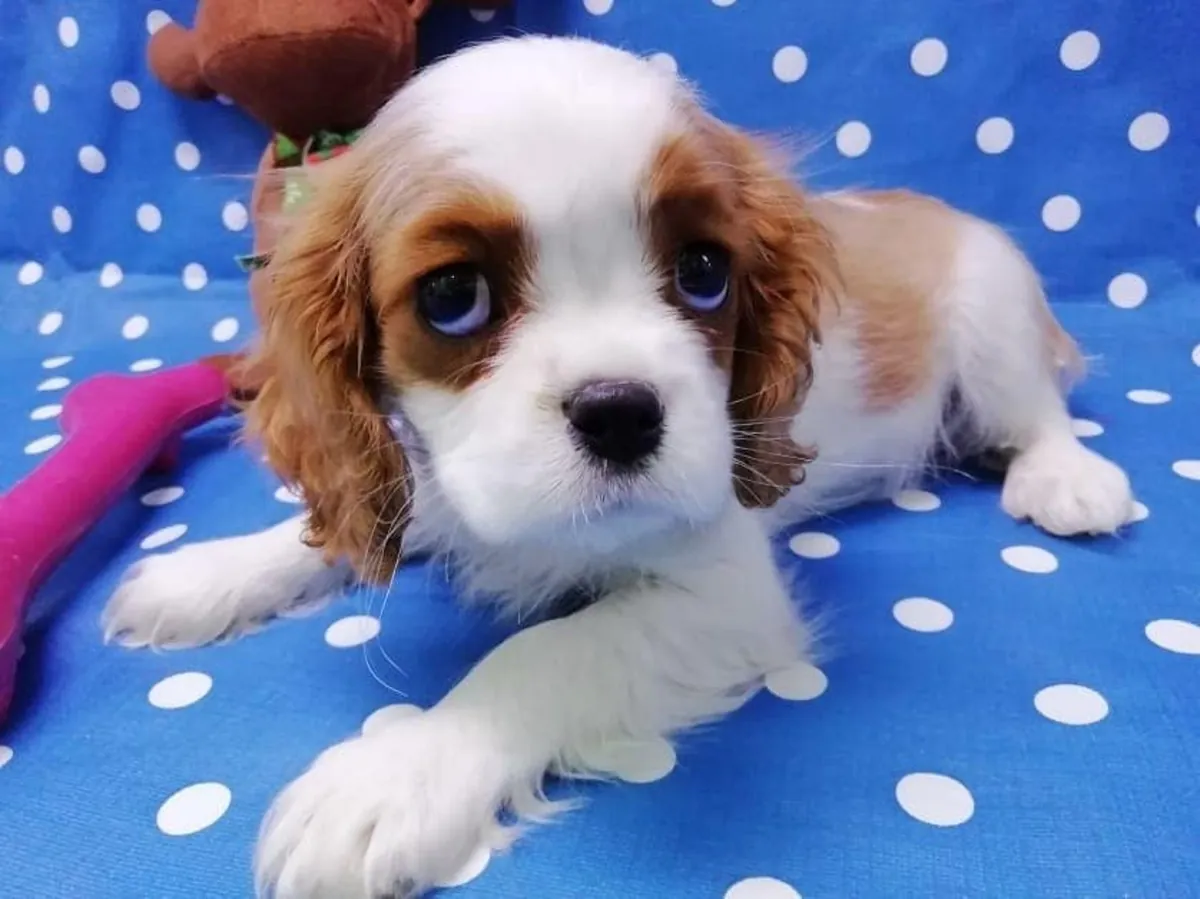 Cavalier King Charles puppies