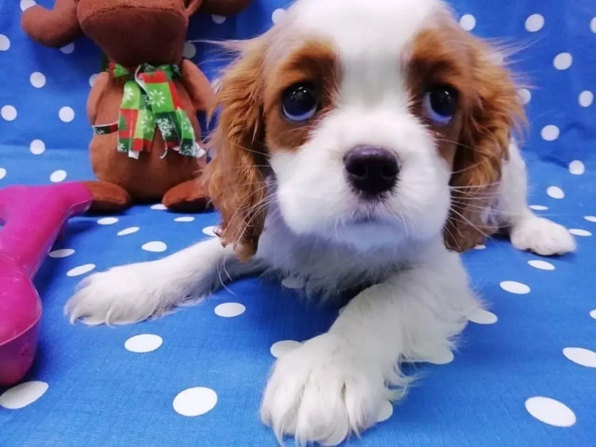 Cavalier King Charles puppies