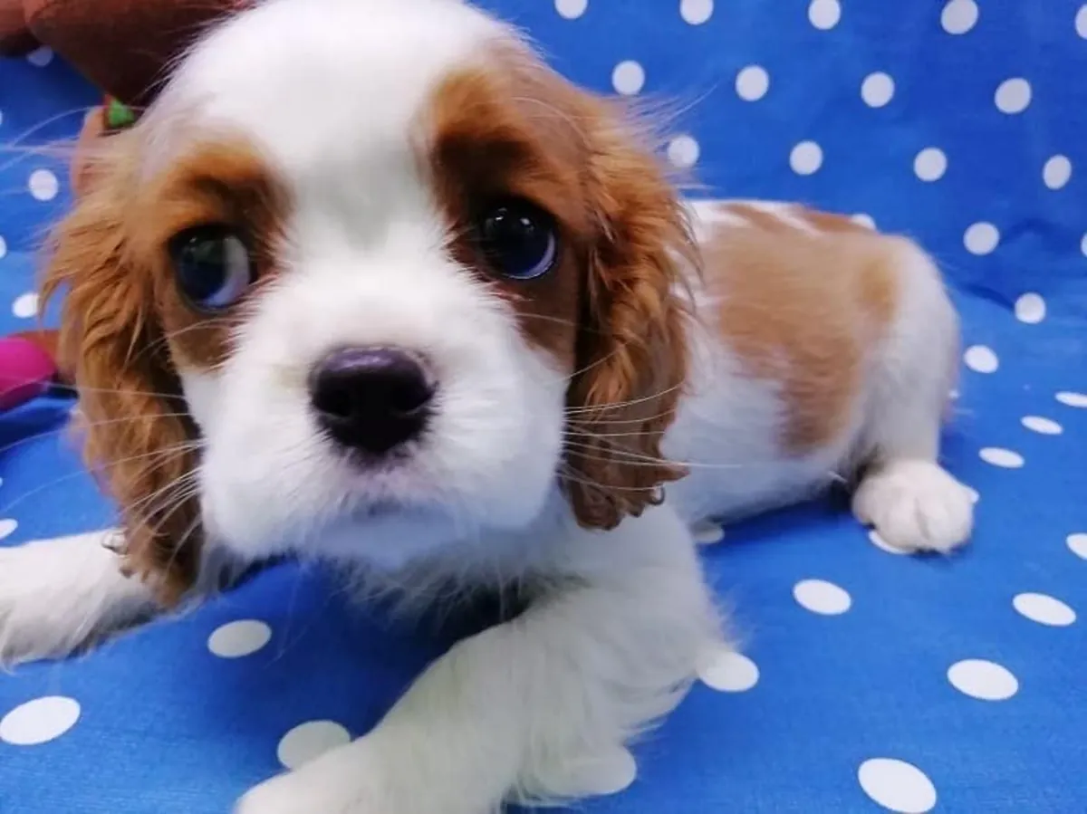 Cavalier King Charles puppies
