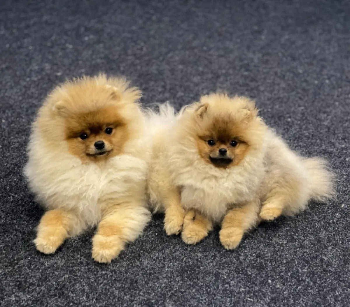 BEAR-FACED POMERANIAN PUPPIES