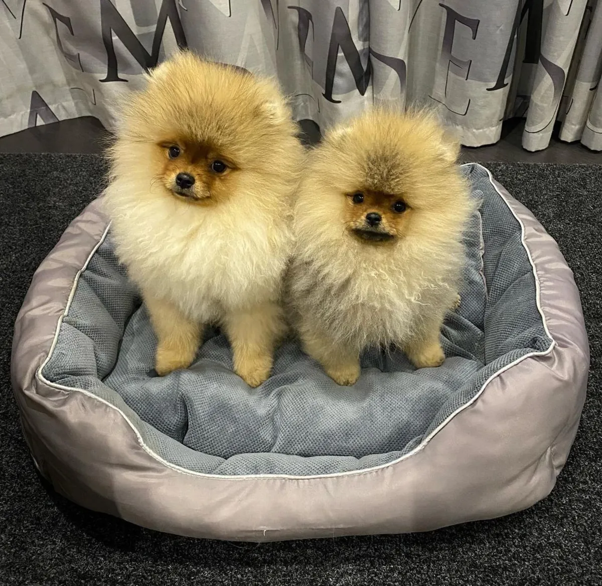 BEAR-FACED POMERANIAN PUPPIES
