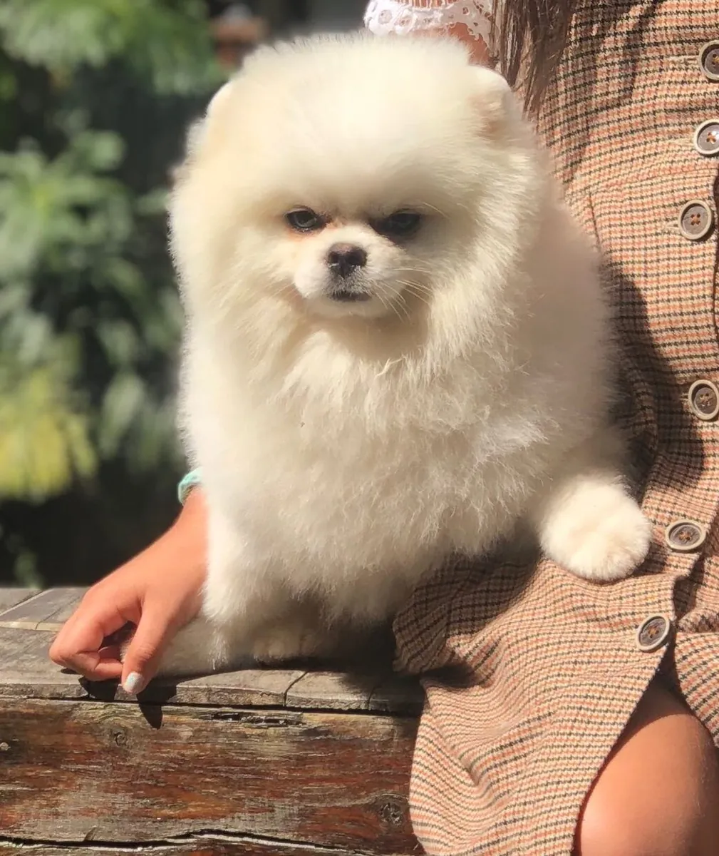 BEAR-FACED POMERANIAN PUPPIES