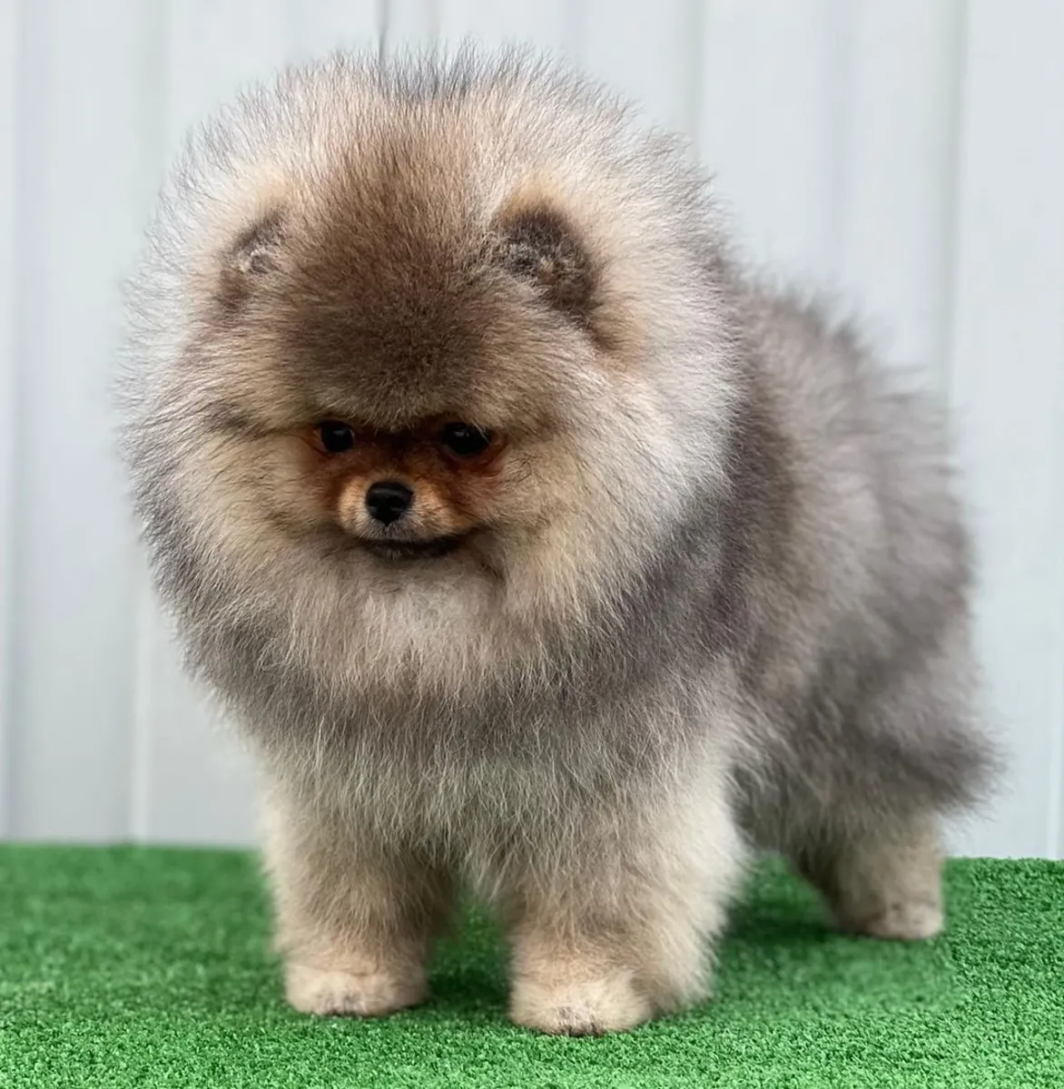 BEAR-FACED POMERANIAN PUPPIES