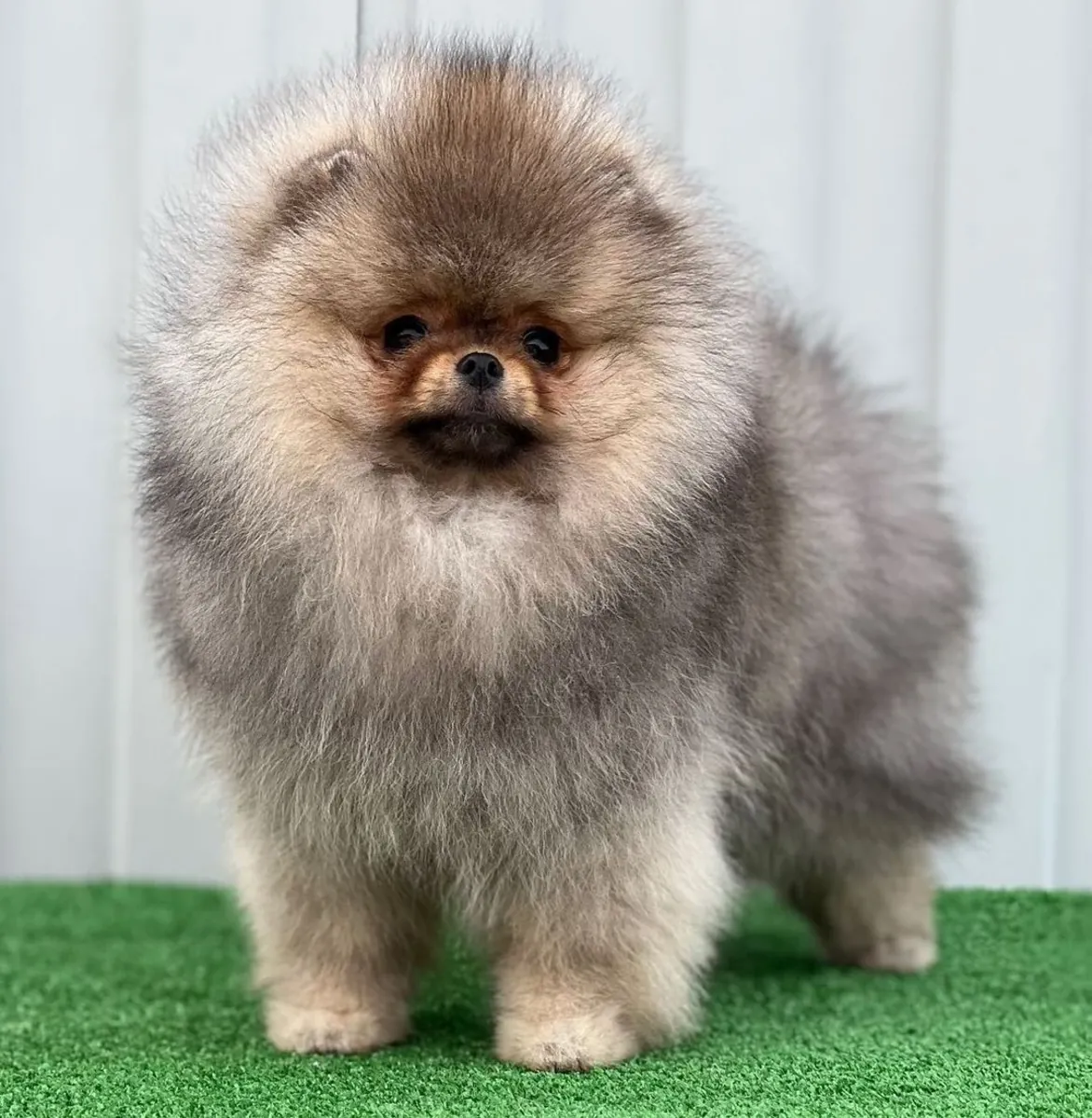 BEAR-FACED POMERANIAN PUPPIES