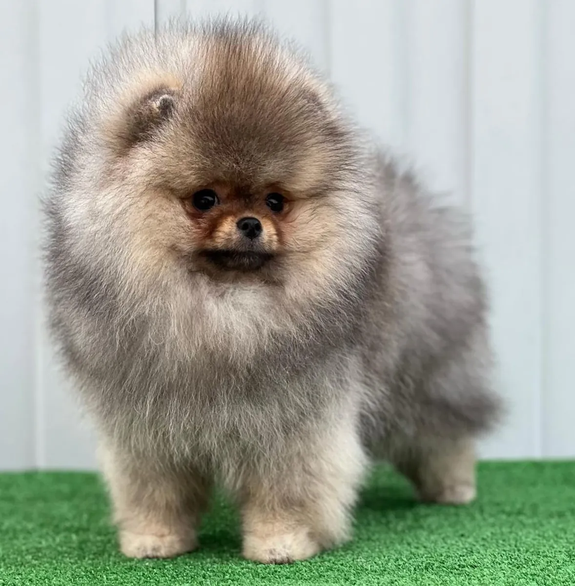 BEAR-FACED POMERANIAN PUPPIES