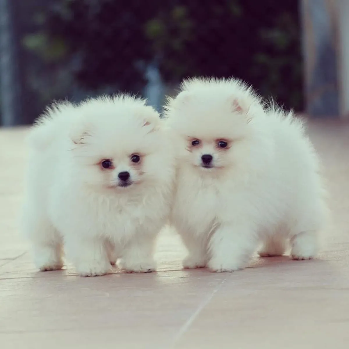 TEDDY BEAR POMERANIAN PUPPIES
