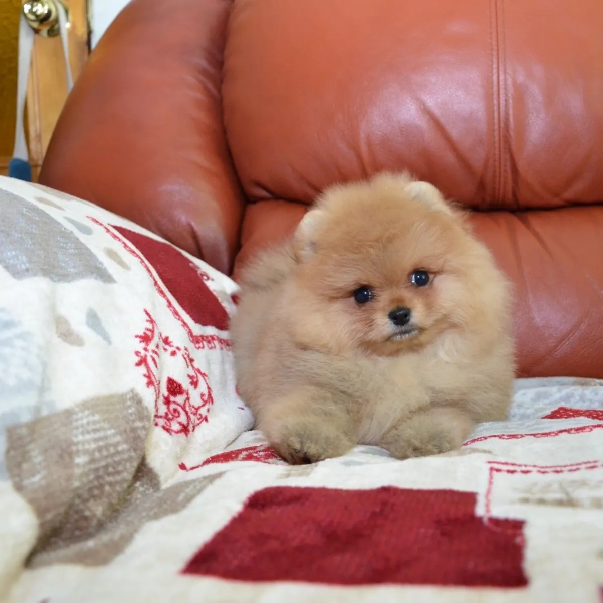 TEDDY BEAR POMERANIAN PUPPIES