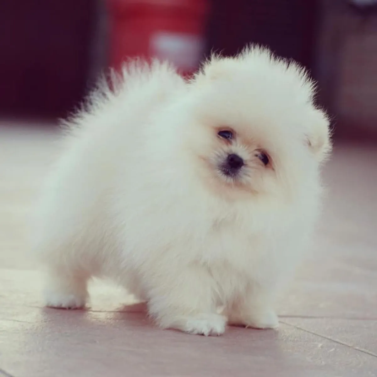 TEDDY BEAR POMERANIAN PUPPIES