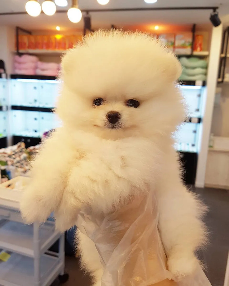 TEDDY BEAR POMERANIAN PUPPIES