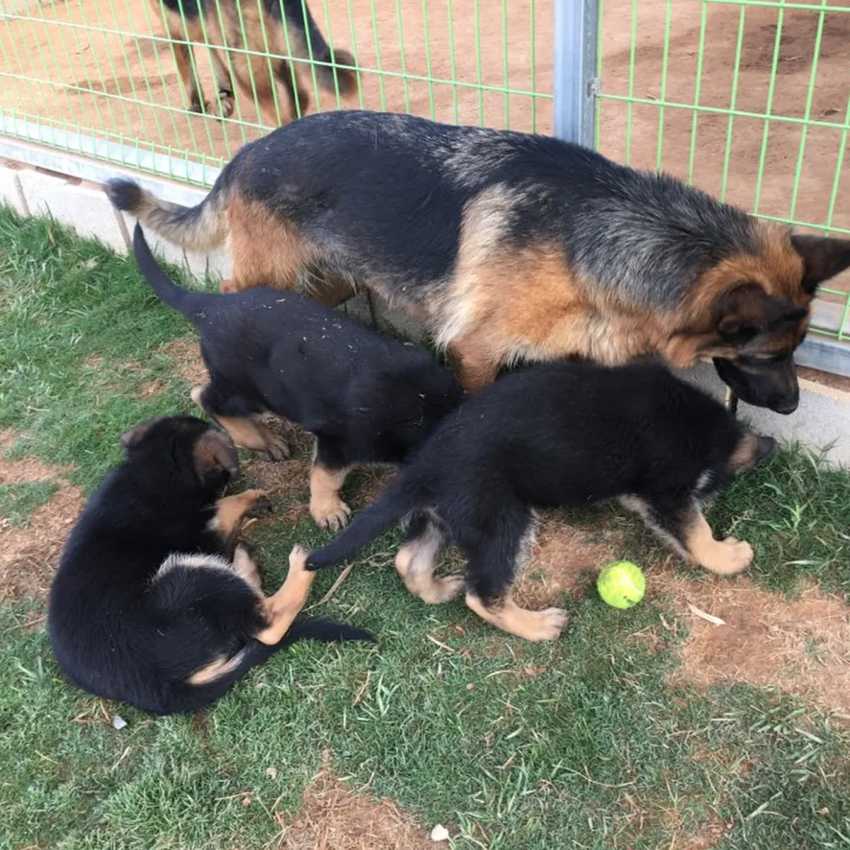 GERMAN SHEPHERD SHOWLINE PUPPIES