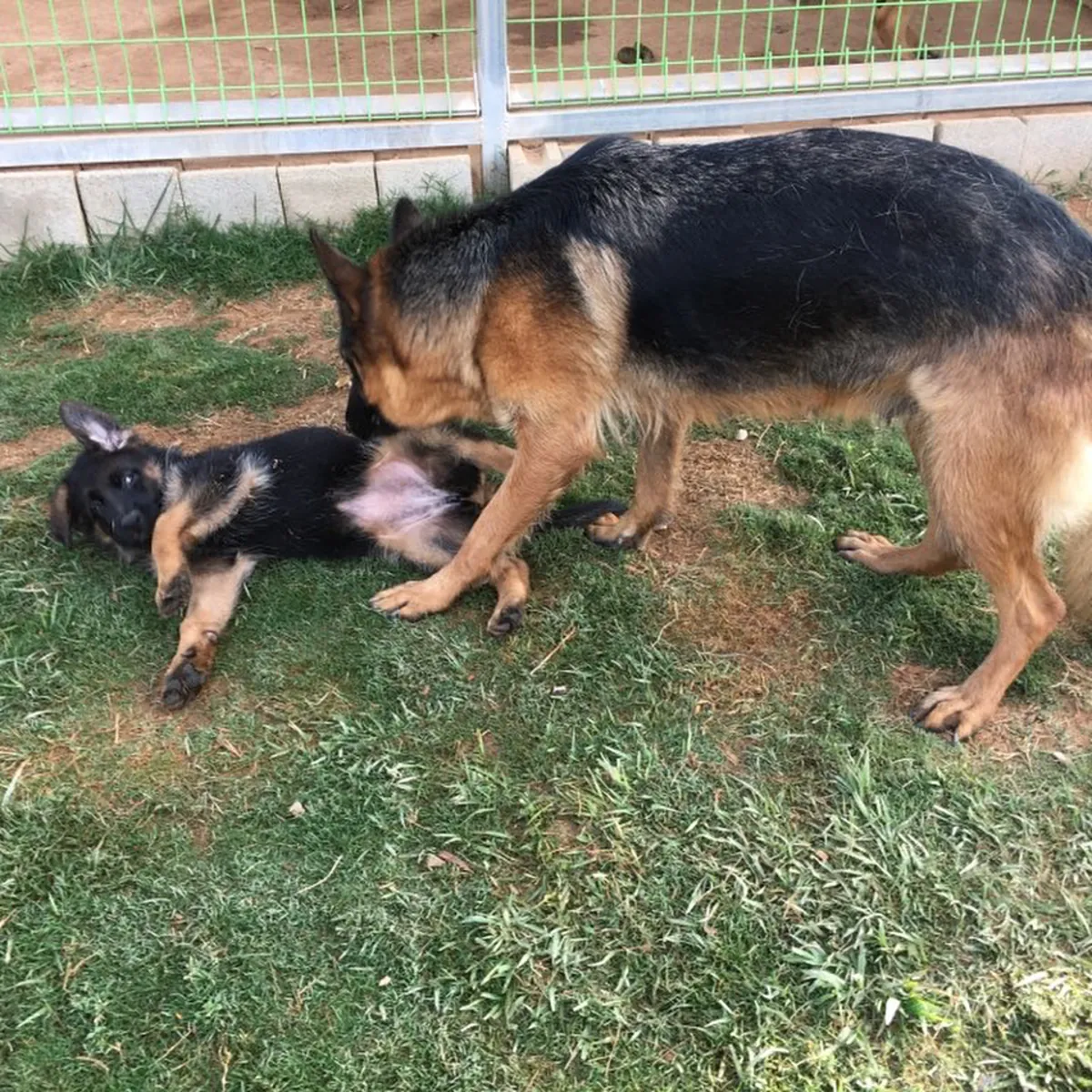 GERMAN SHEPHERD SHOWLINE PUPPIES