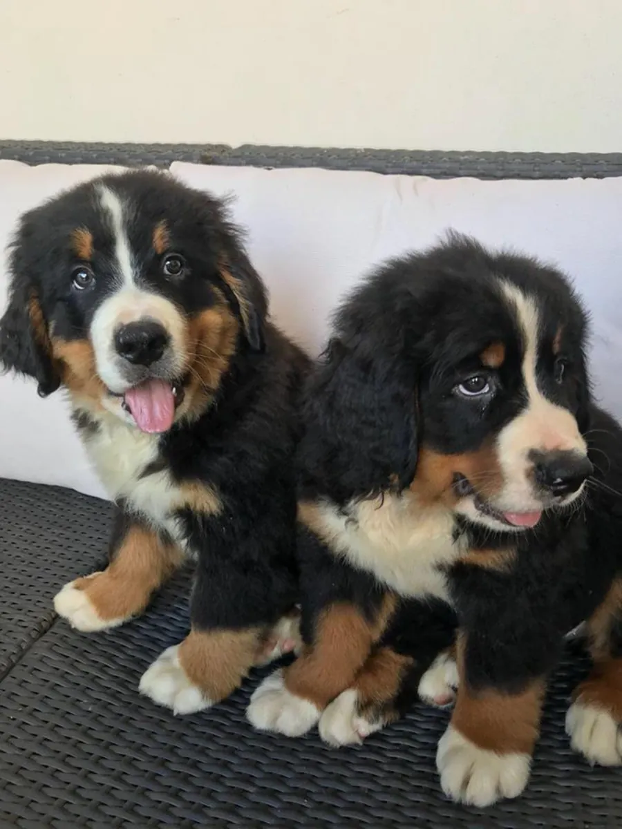Bernese Mountain Dog puppies