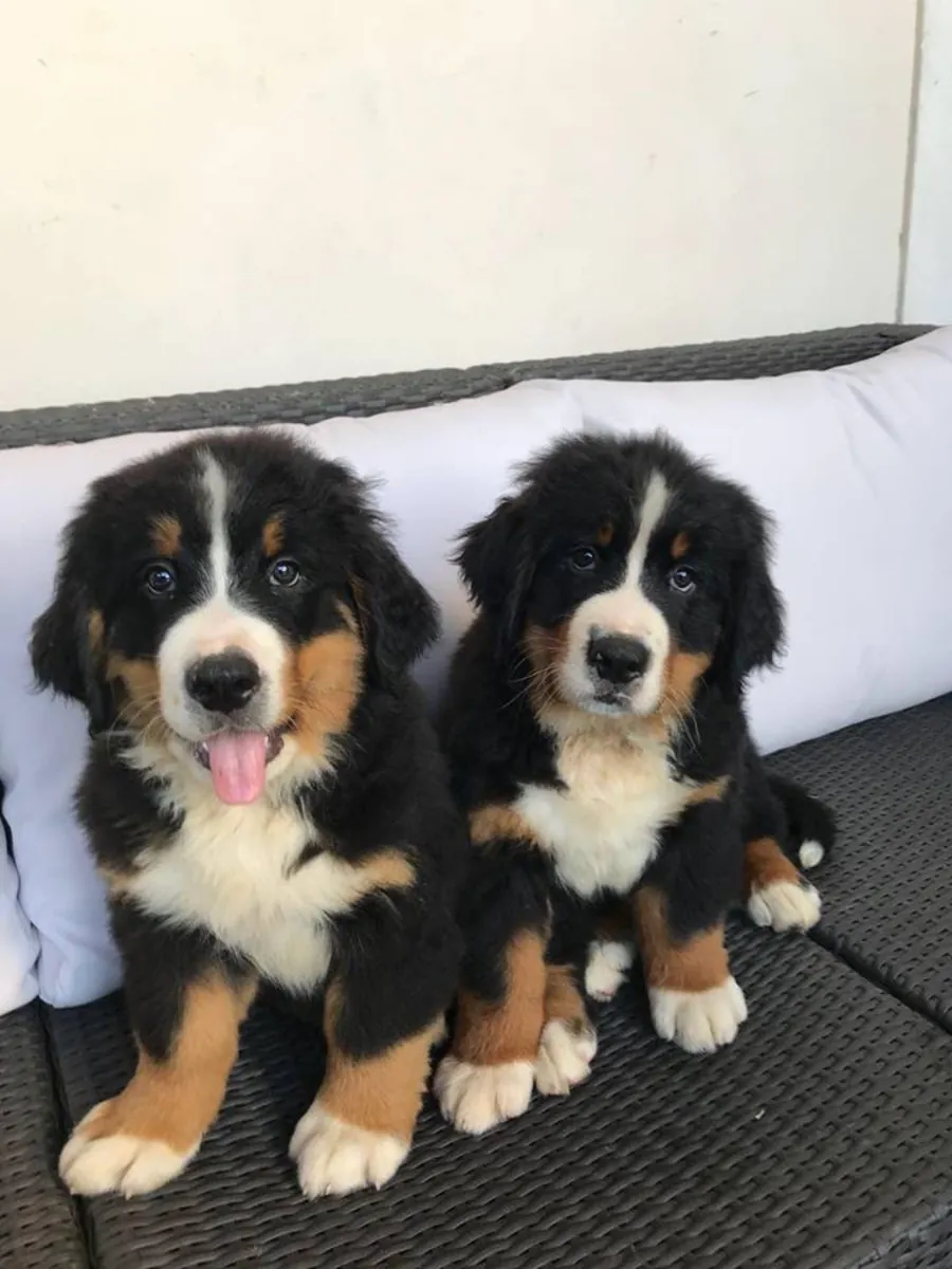 Bernese Mountain Dog puppies