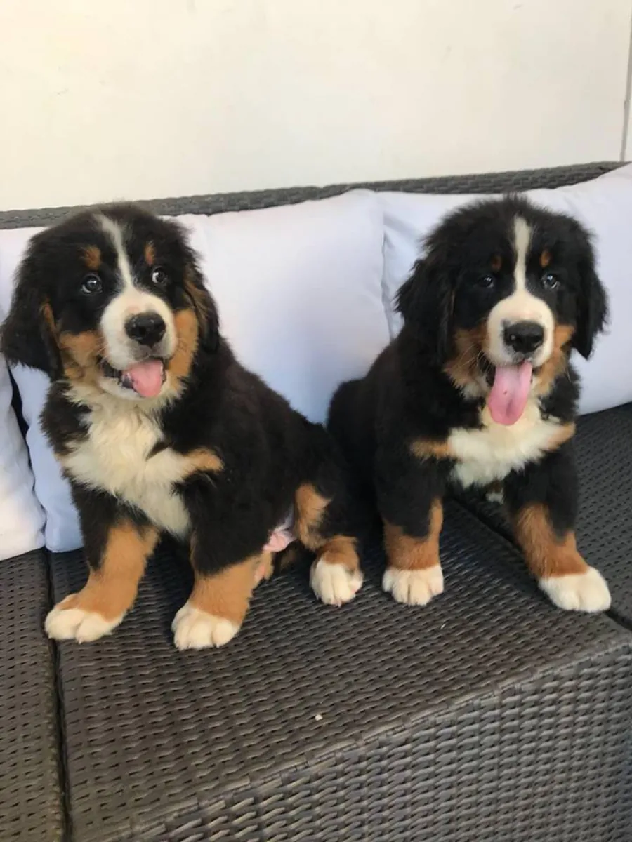 Bernese Mountain Dog puppies