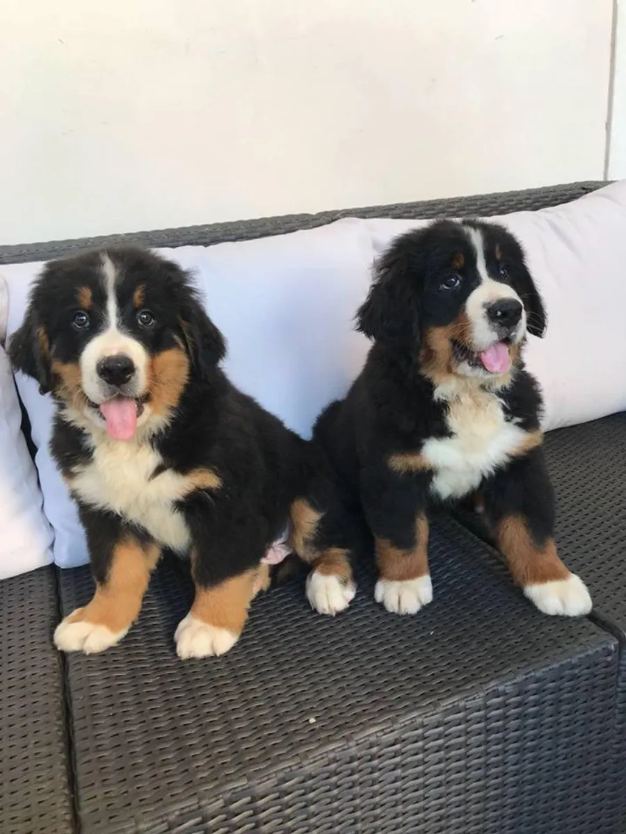 Bernese Mountain Dog puppies