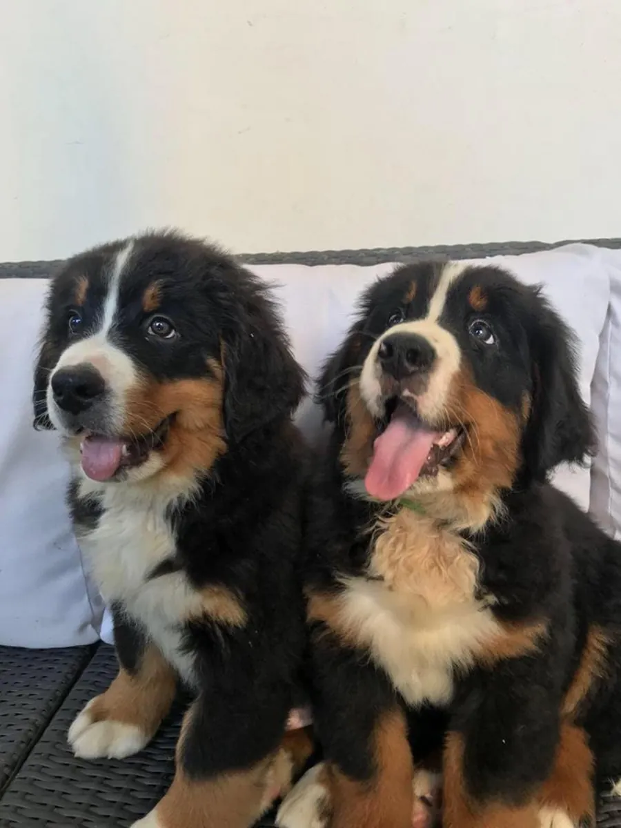 Bernese Mountain Dog puppies