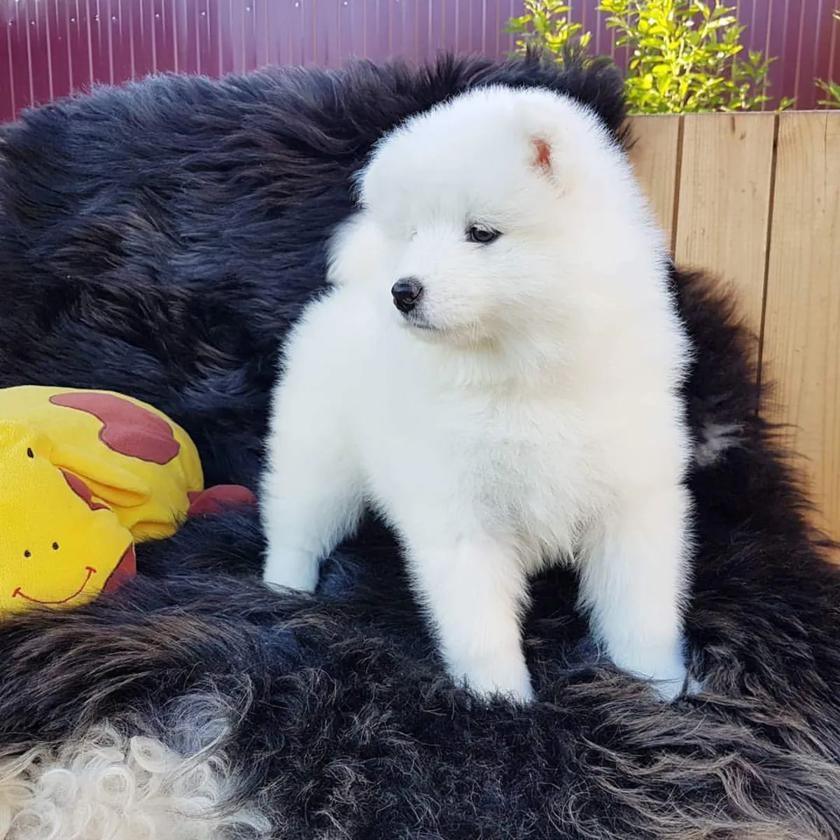 Samoyed puppies
