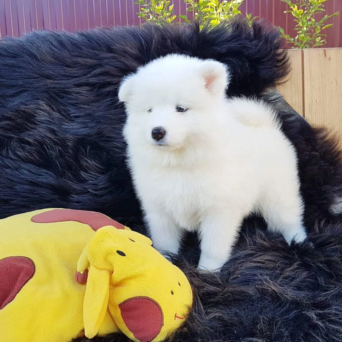 Samoyed puppies
