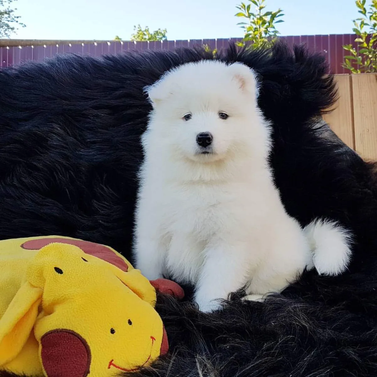 Samoyed puppies